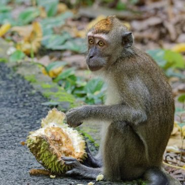 Long-tailed macaque feeds on durian