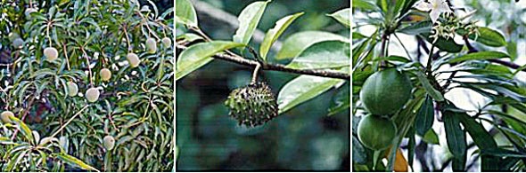 l-r: Mangifera indica, Annona muricata and Cerbera odollam