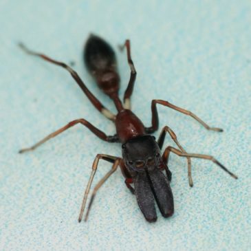 Bicolor Ant-Mimicking Jumping Spider Myrmarachne melanocephala