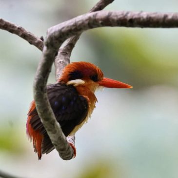 Oriental Dwarf Kingfisher ( Ceyx erithaca) sent bird photographers into shock and loss