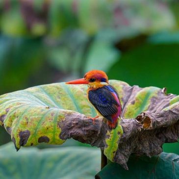 Why Singapore birders love the Oriental Dwarf Kingfisher (Ceyx erithaca) at Bishan-Ang Mo Kio Park