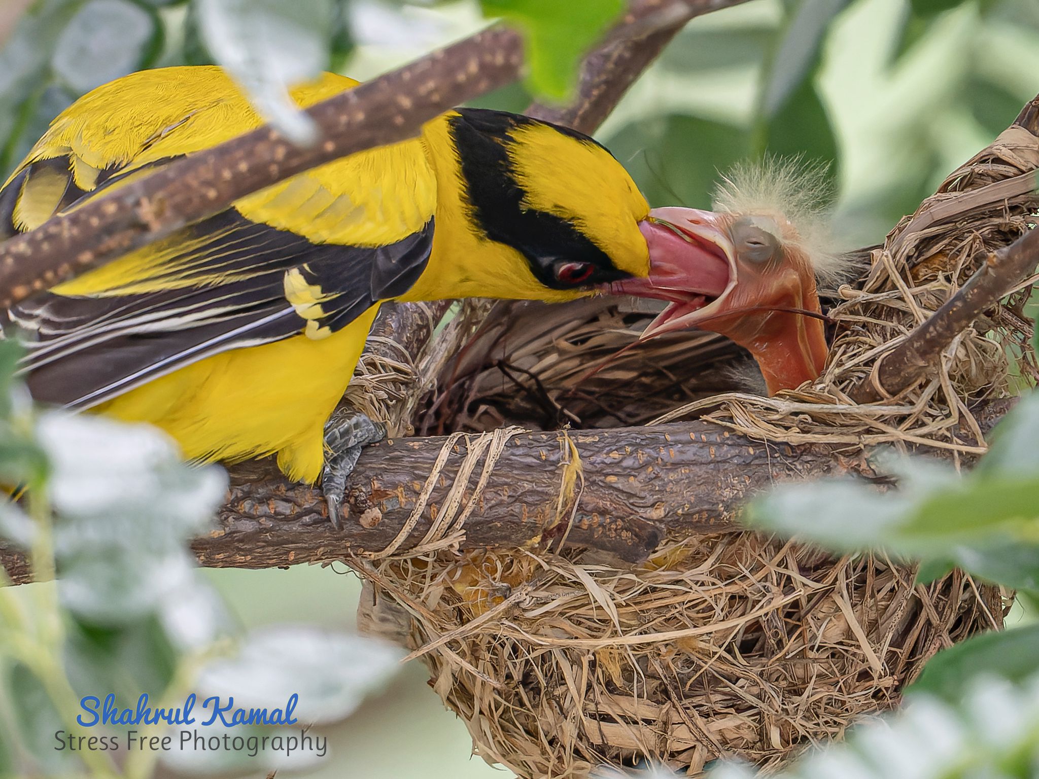 black hooded oriole food