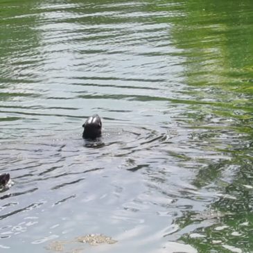 Otters enjoy facilities at Reflections at Keppel Bay Condominium