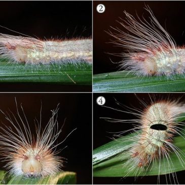 Palm king caterpillar (Amathusia phidippus phidippus) threat display