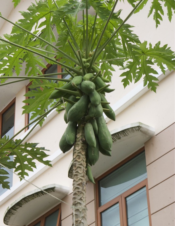 Female papaya plant laden with fruits