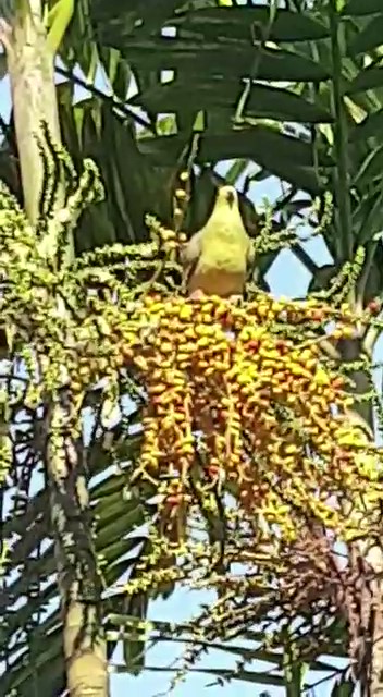 Pink-necked pigeon feeding on MacArthur palm fruits