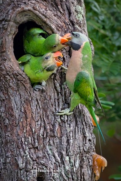 Red 2024 breasted parakeet