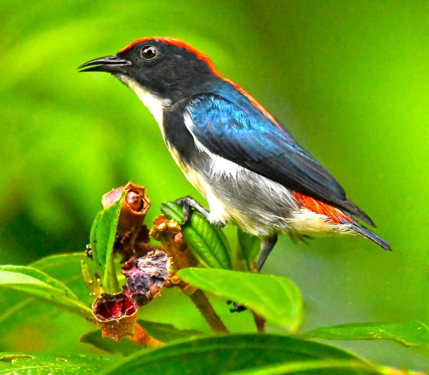 Scarlet-backed flowerpecker Dicaeum cruentatum - Bird Ecology Study Group