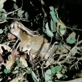 Sunda slow loris (Nyctecebus coucang)