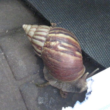 Special snail post