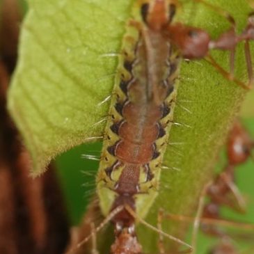 Caterpillar-ant symbiosis
