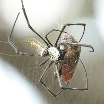 Batik Golden Web Spider (Trichonephila antipodiana) feeding on a large Scarab beetle