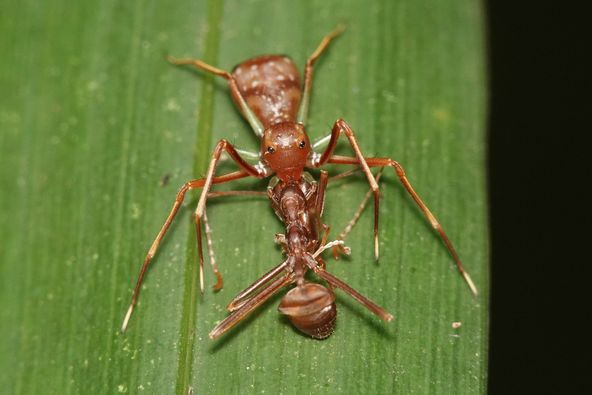 Ant-like Crab Spider, Amyciaea forticeps - Bird Ecology Study Group