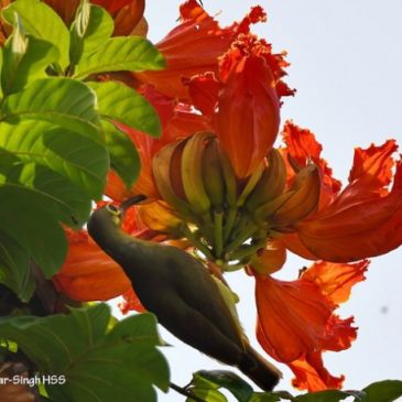 African Tulip Tree and Spiderhunters