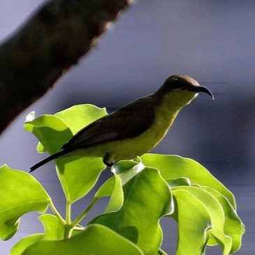 Christmas sunbird story: 2. A Brown-throated Sunbird appeared