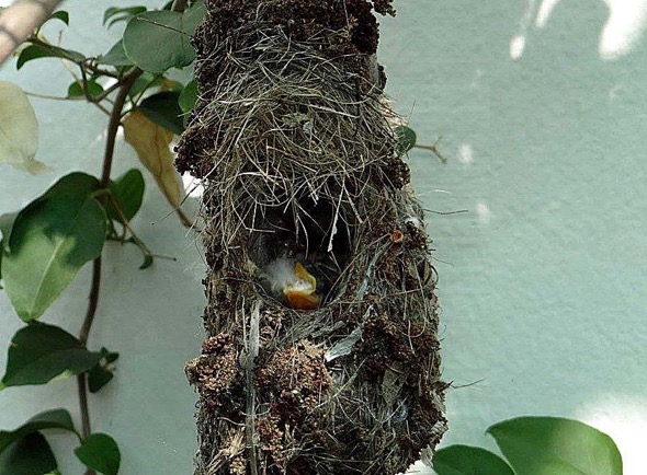 sunbird Nest [HenriettaJansen] 21