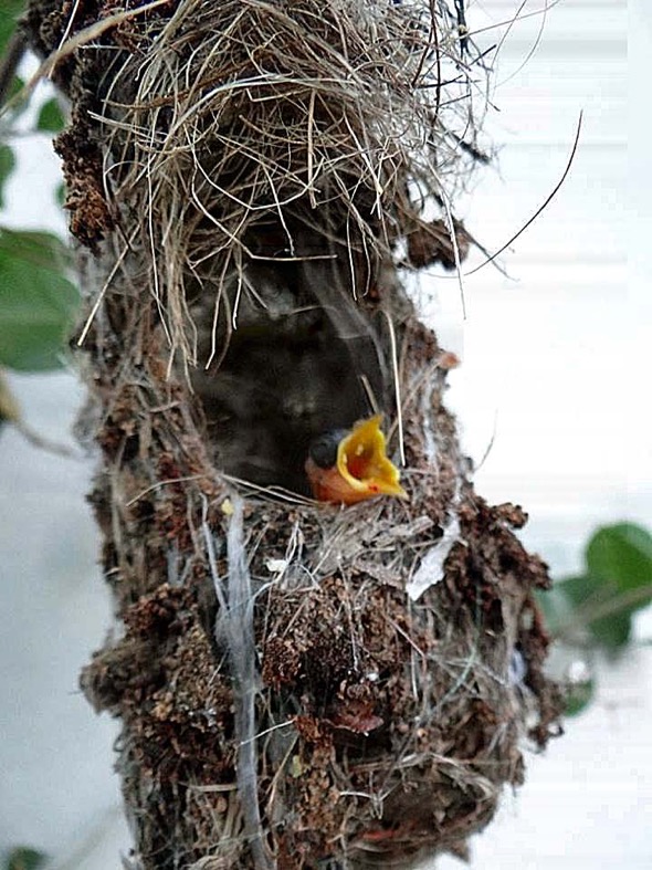 sunbird Nest [HenriettaJansen] 23
