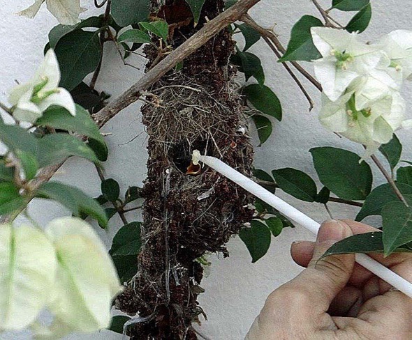 sunbird Nest [HenriettaJansen] 24