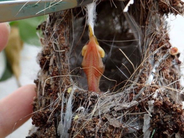 sunbird Nest [HenriettaJansen] 25