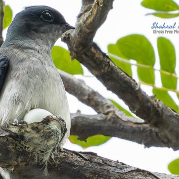 Grey-rumped Treeswifts incubate single egg in a tiny nest
