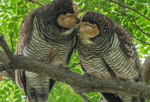 Spotted wood owl (Strix seloputo) family at Pasir Ris Park, Singapore: Part 1