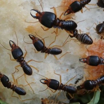 Fungus-growing termites (Macrotermes carbonarius) forage on bread