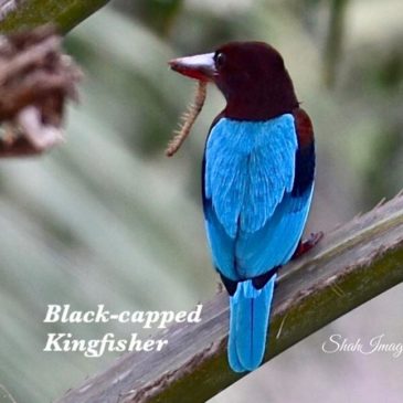 Black-capped kingfisher with centipede in beak