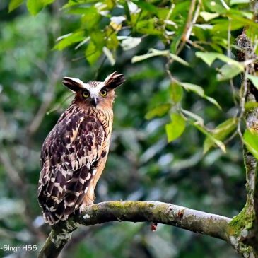 Buffy Fish-Owl seen during the day