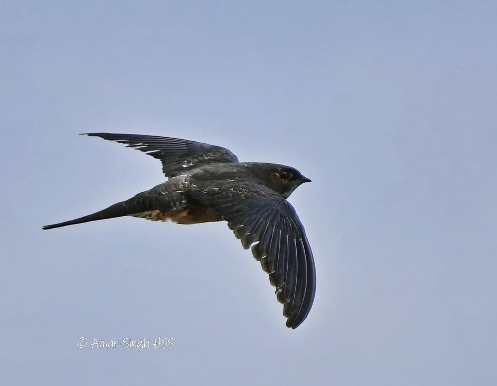Juvenile Grey-rumped Treeswifts (Hemiprocne longipennis) - Bird Ecology ...
