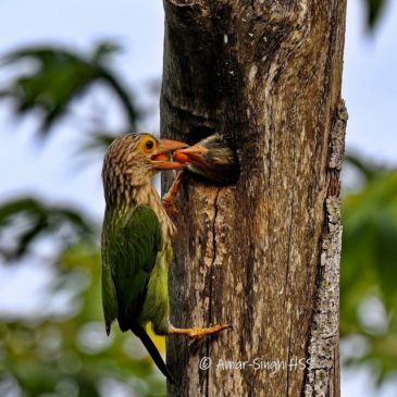 Observations on Feeding Behaviour of Juveniles Lineated Barbets Psilopogon lineatus