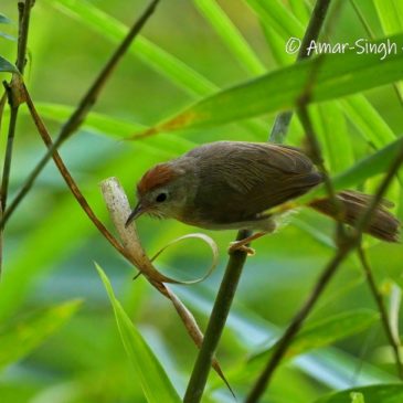Field Observations on the Rufous-fronted Babbler Cyanoderma rufifrons poliogaster
