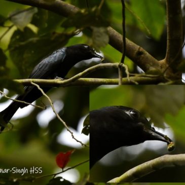 Frugivory by the Square-tailed Drongo-Cuckoo (Surniculus lugubris)