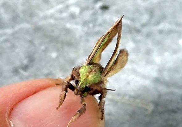 4 BSNettleGrub-moth [wyc]
