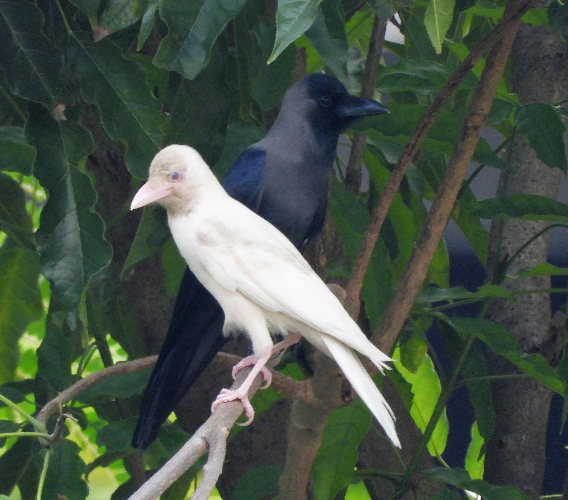 Leucistic house crow (Corvus splendens) spotted at Bedok, Singapore – Bird  Ecology Study Group