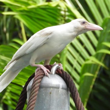 Leucistic house crow (Corvus splendens) spotted at Bedok, Singapore