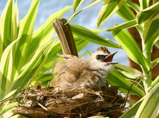 What happened to the Yellow-vented Bulbuls’ chick?